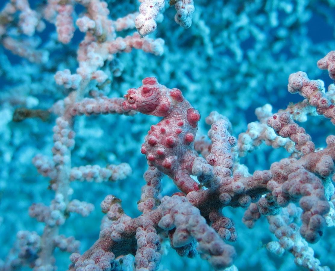 Jukung Dive Bali Amed (Bali)