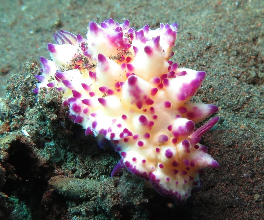 Resort Jukung Dive Bali 3*