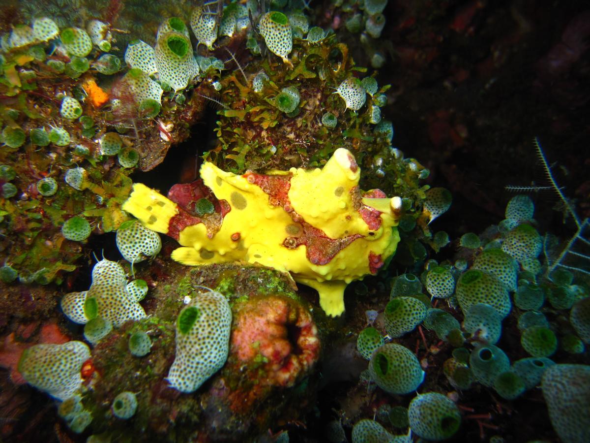 Jukung Dive Bali 3* Amed (Bali)