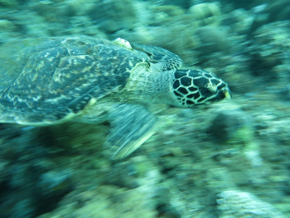 Jukung Dive Bali Resort Amed (Bali)
