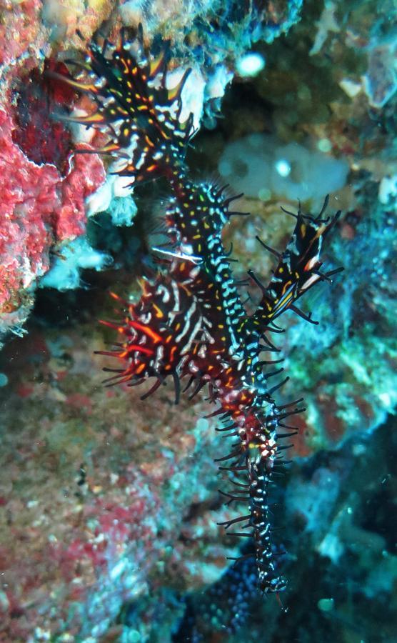 Jukung Dive Bali Resort 3*