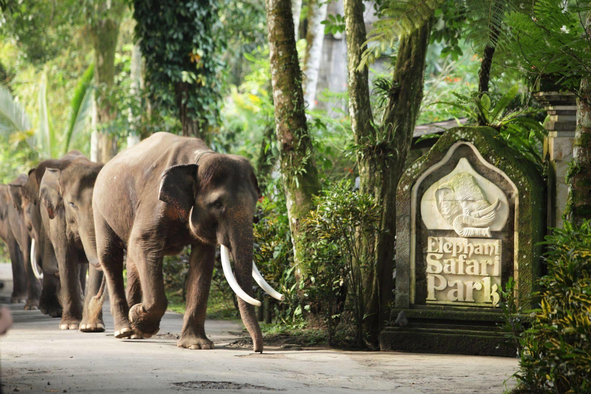 Mason Elephant