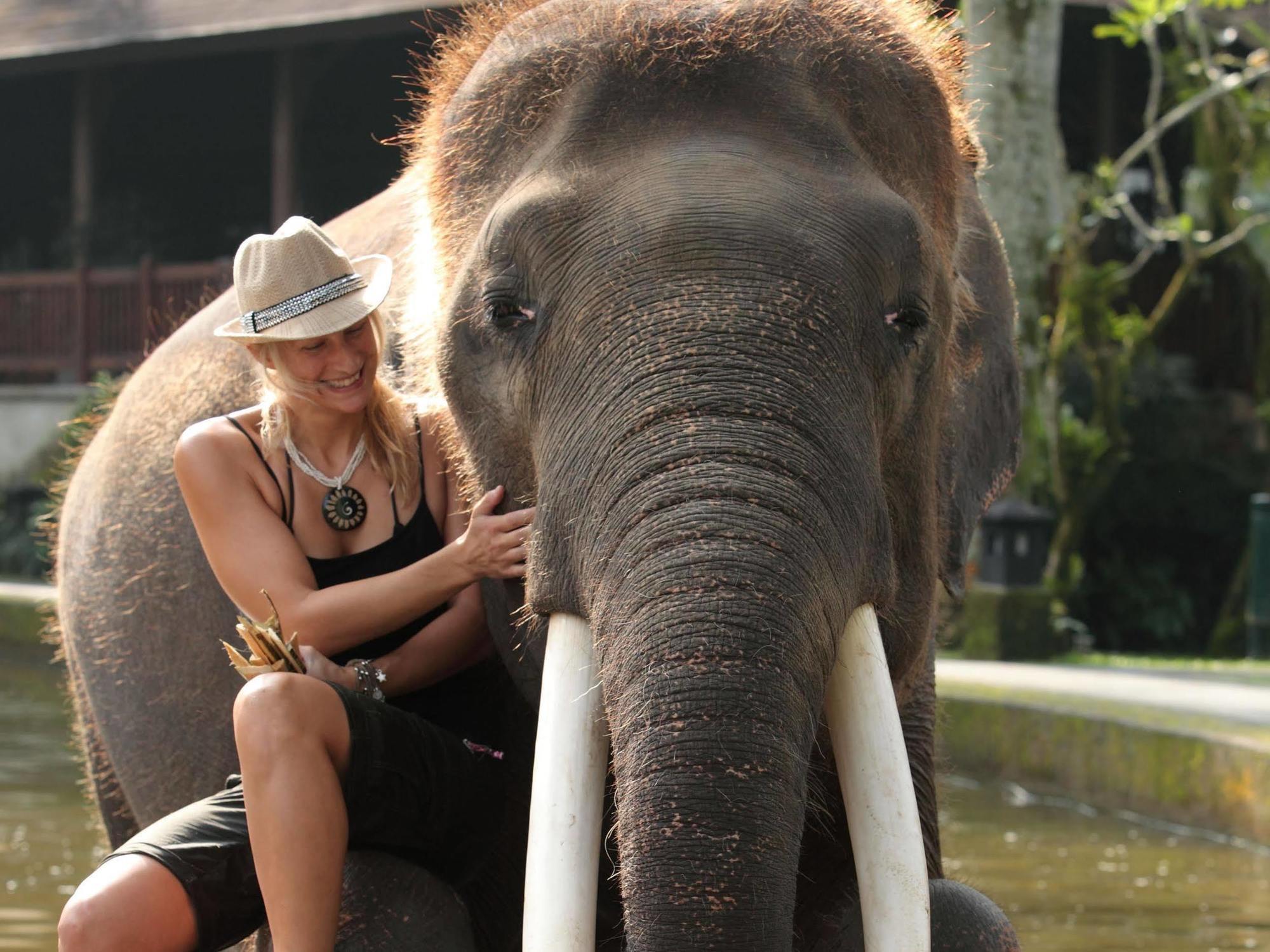 Mason Elephant Holiday park