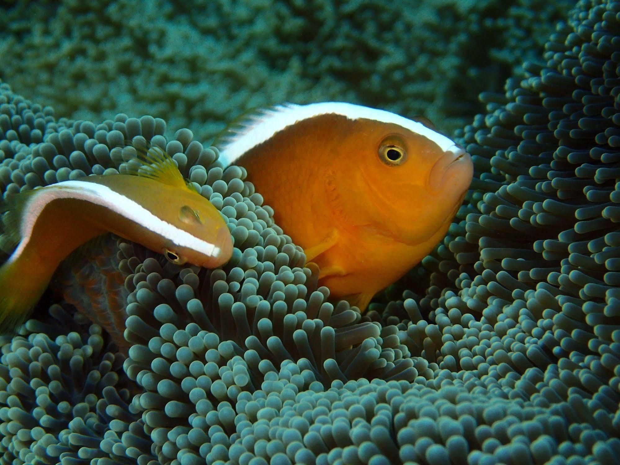 Alami Resort, Restaurant And Dive Center Amed (Bali)