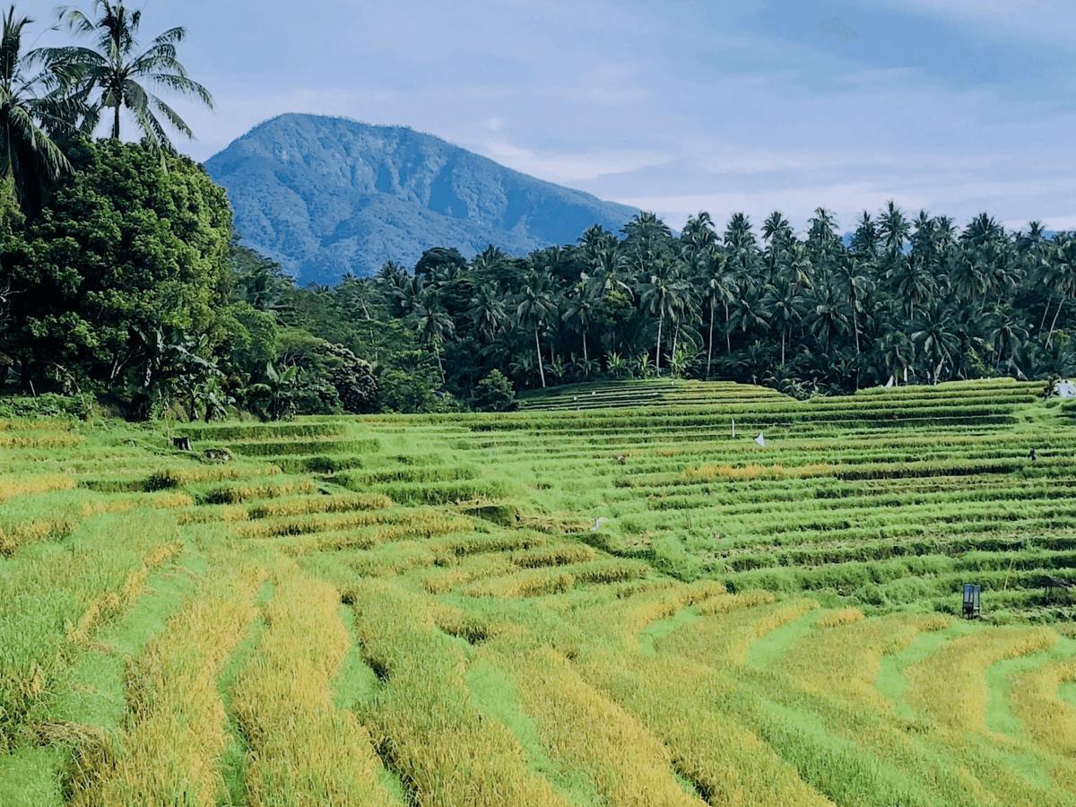 Resort Clove Tree Hill 4*