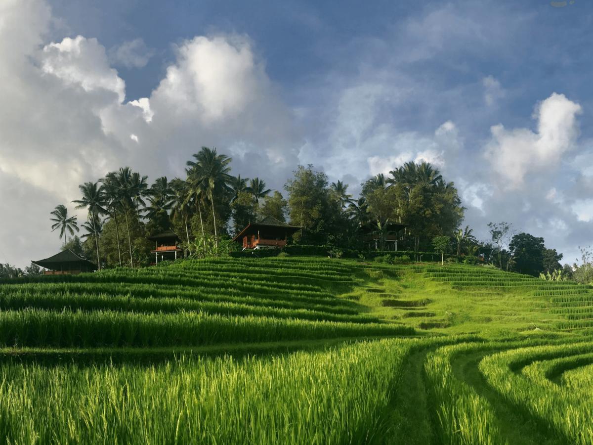 Resort Clove Tree Hill Blimbing (Bali)
