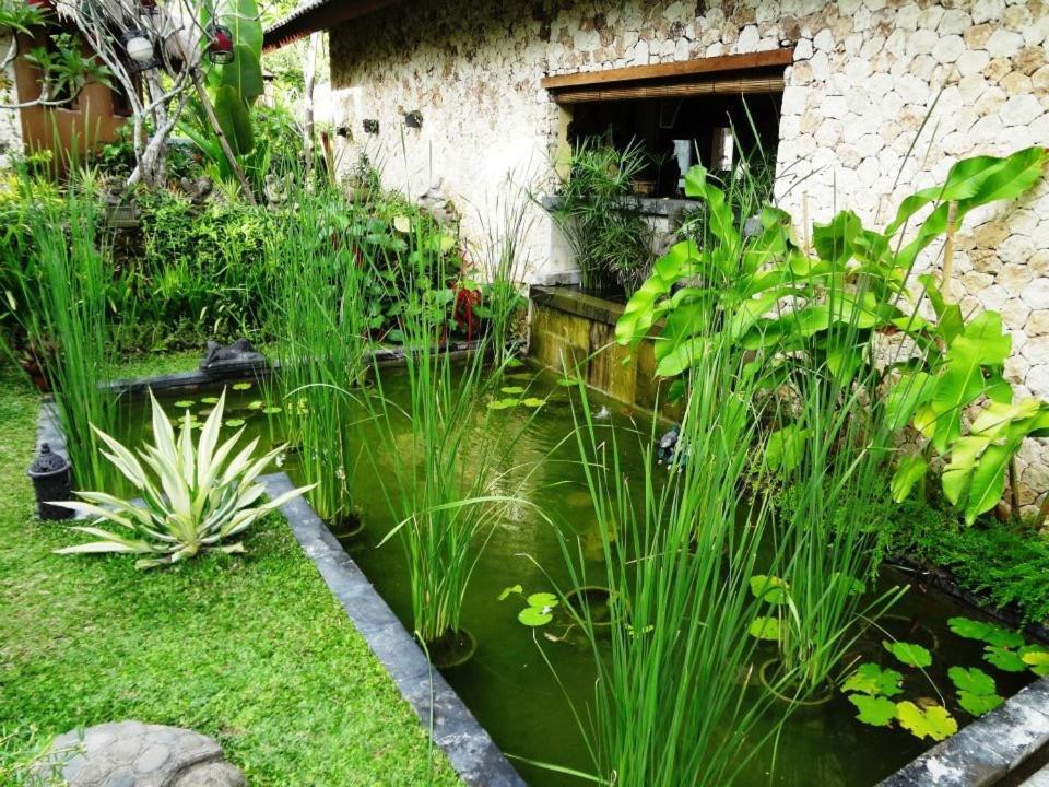 Anjing Nusa Dua (Bali)
