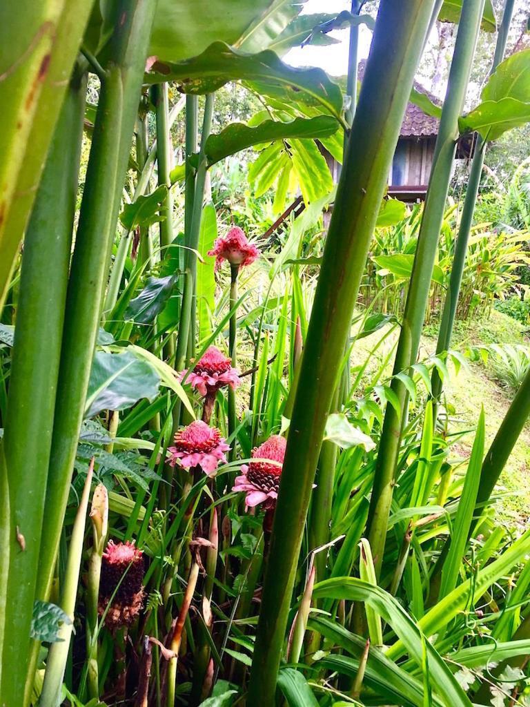 Lodge Bali Mountain Retreat Selemadeg (Bali)
