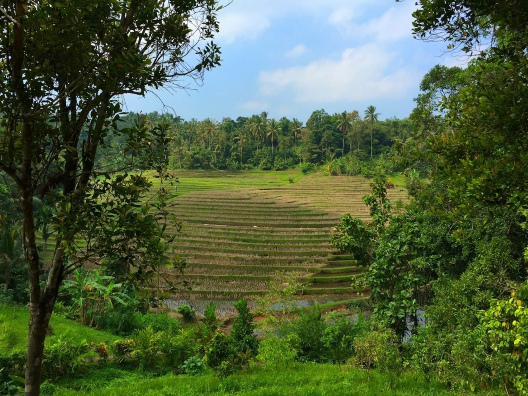 Bali Lush 3* Selemadeg (Bali)