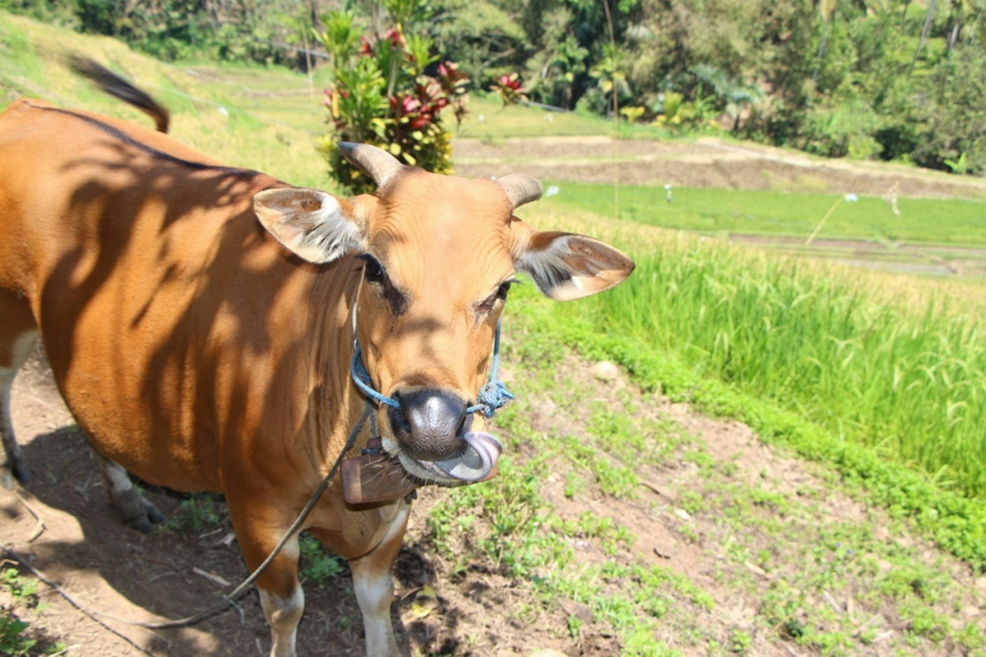 Bali Lush Bed & Breakfast 3*