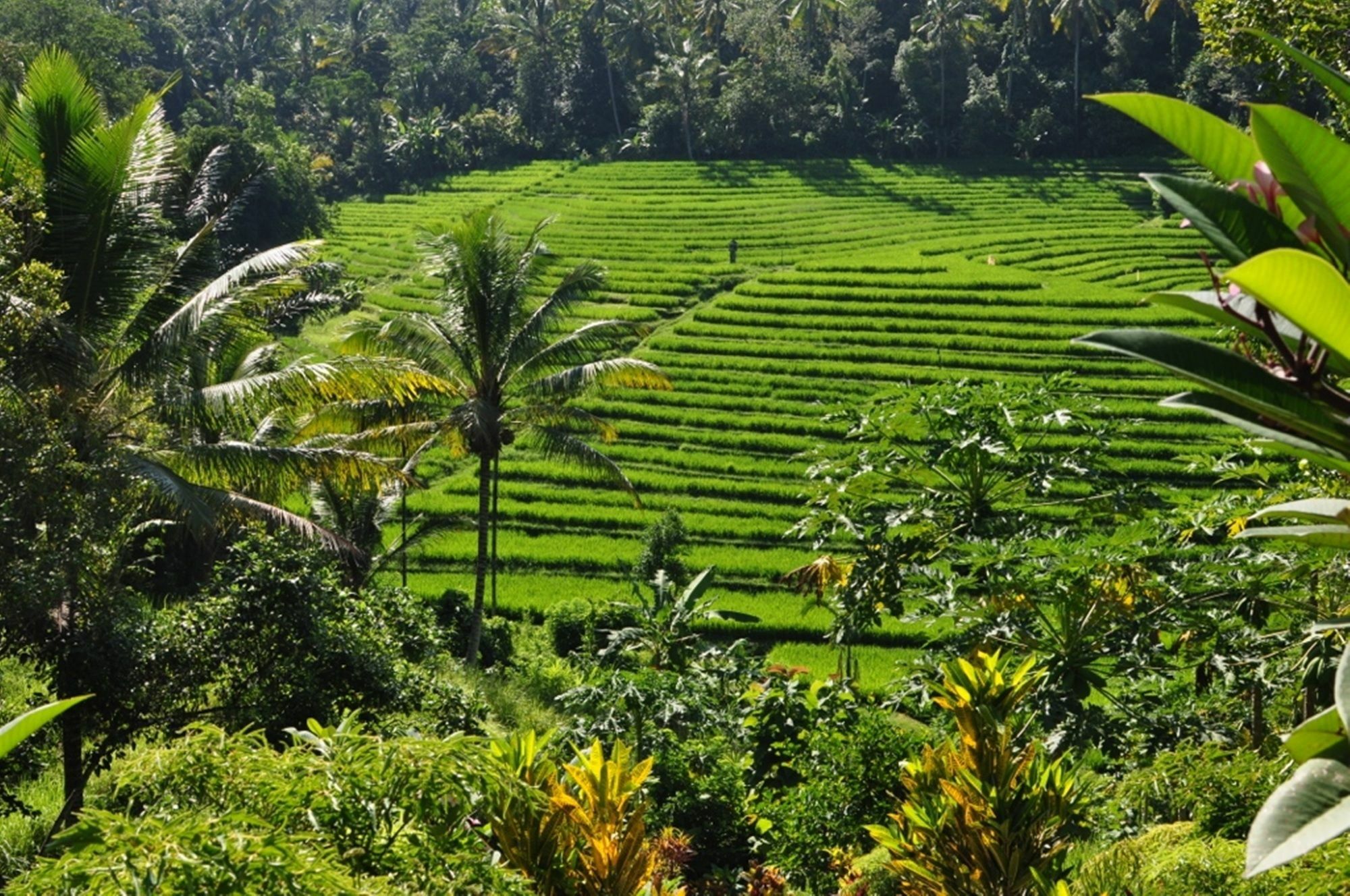 Bali Lush Selemadeg (Bali)