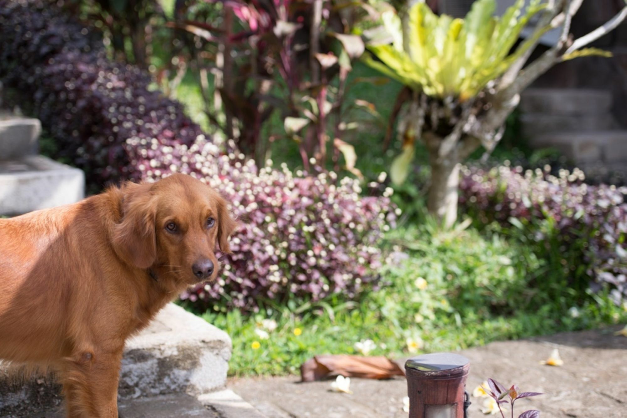 Bed & Breakfast Bali Lush 3*