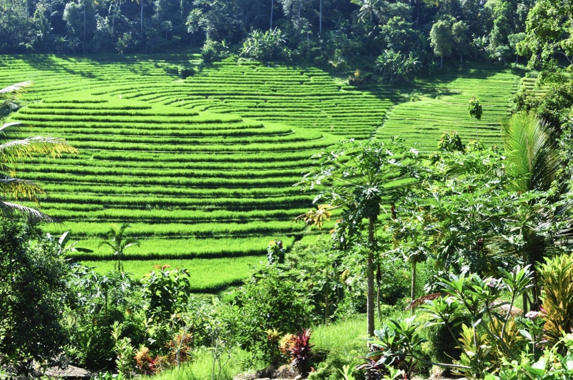 Bali Lush Selemadeg (Bali)