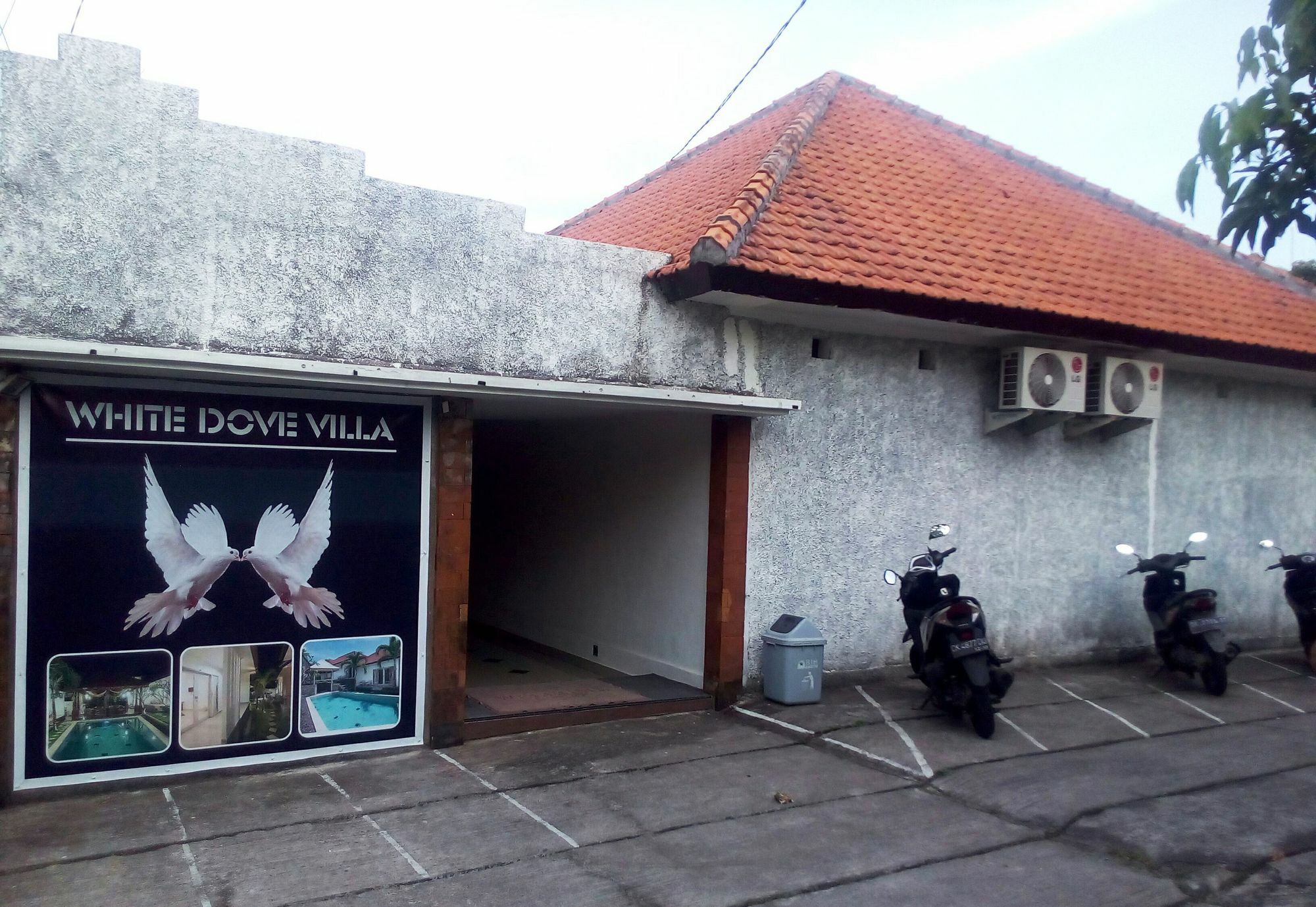 White Dove