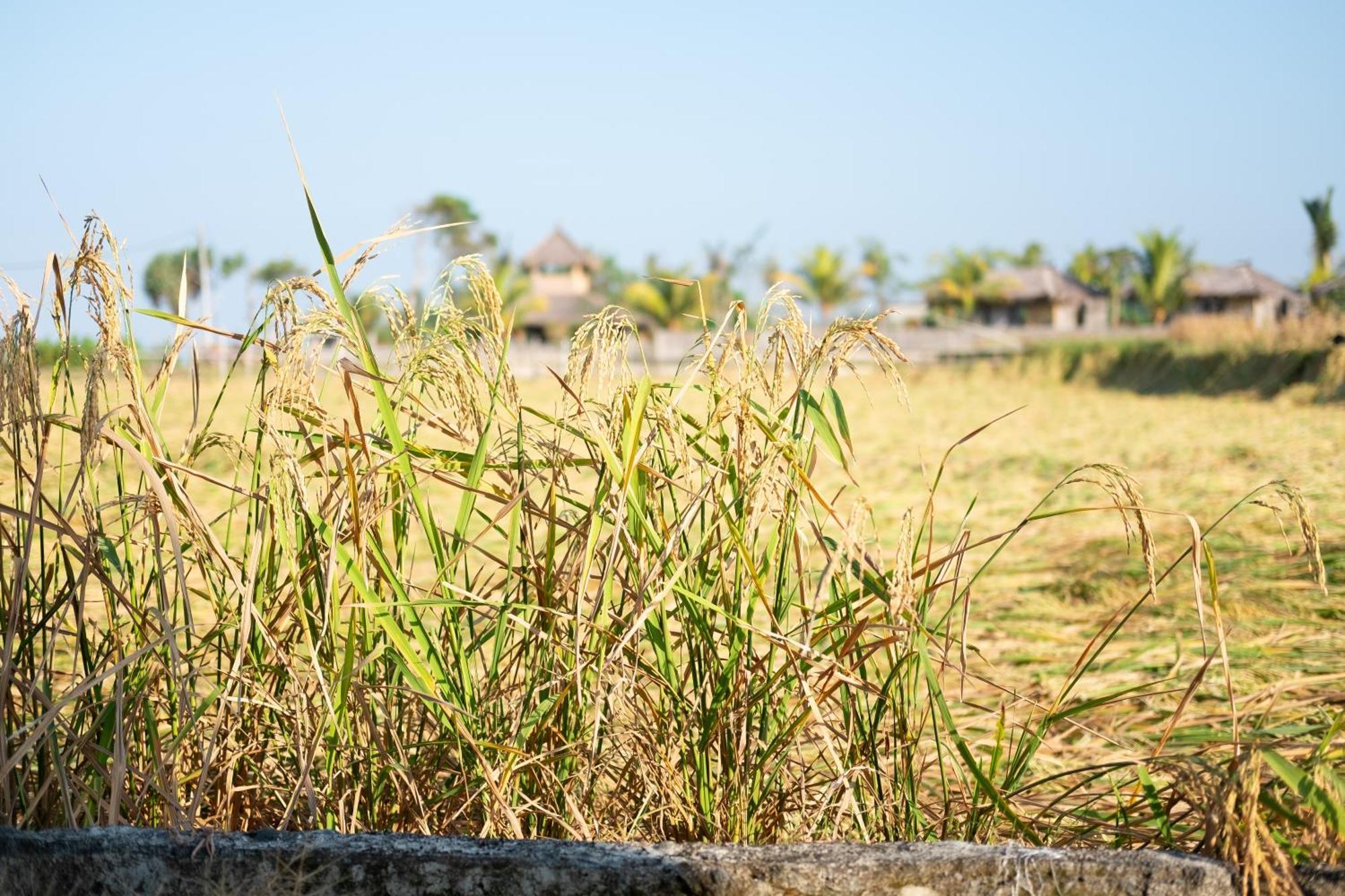 Bali Tiger Hideaway 3* Pulukan