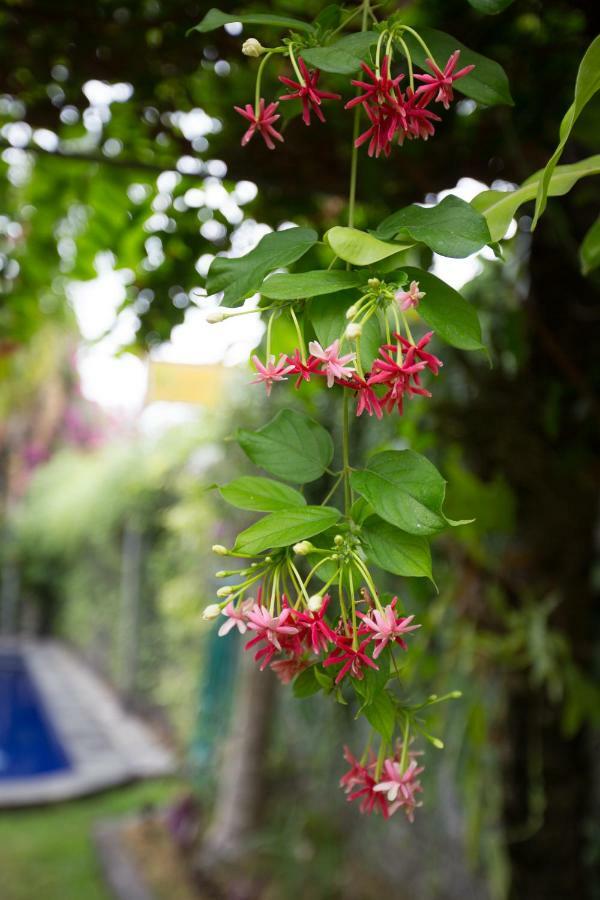 Bali Aman Darling House Guest house Canggu (Bali)