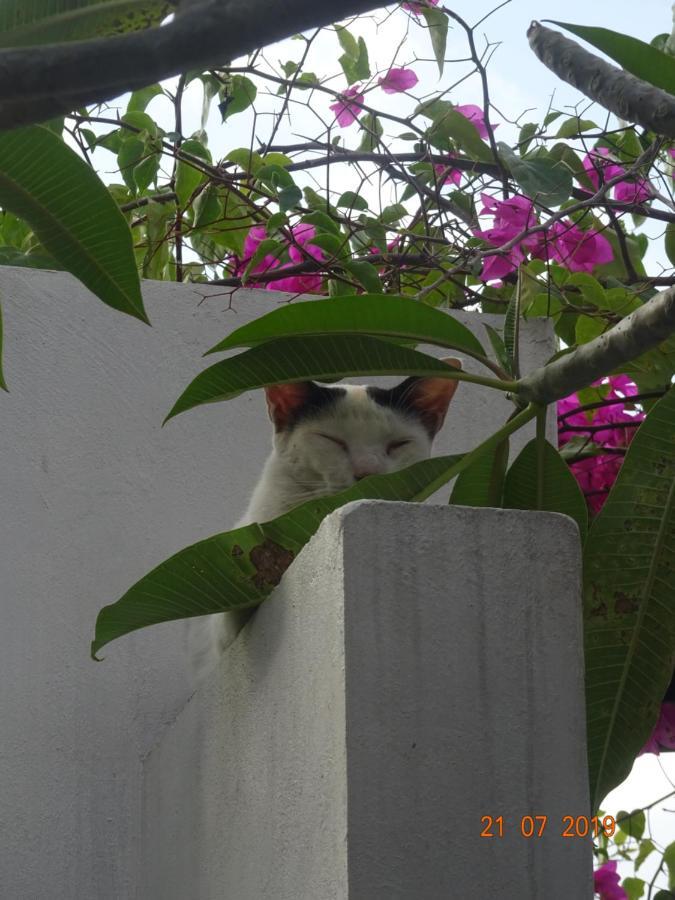 Murni * Lovina (Bali)
