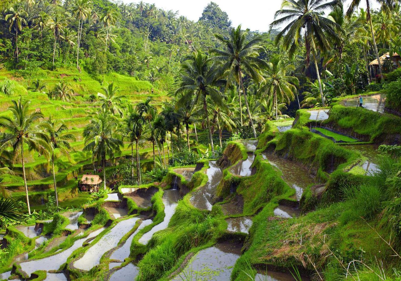 Maylie Bali * Canggu (Bali)