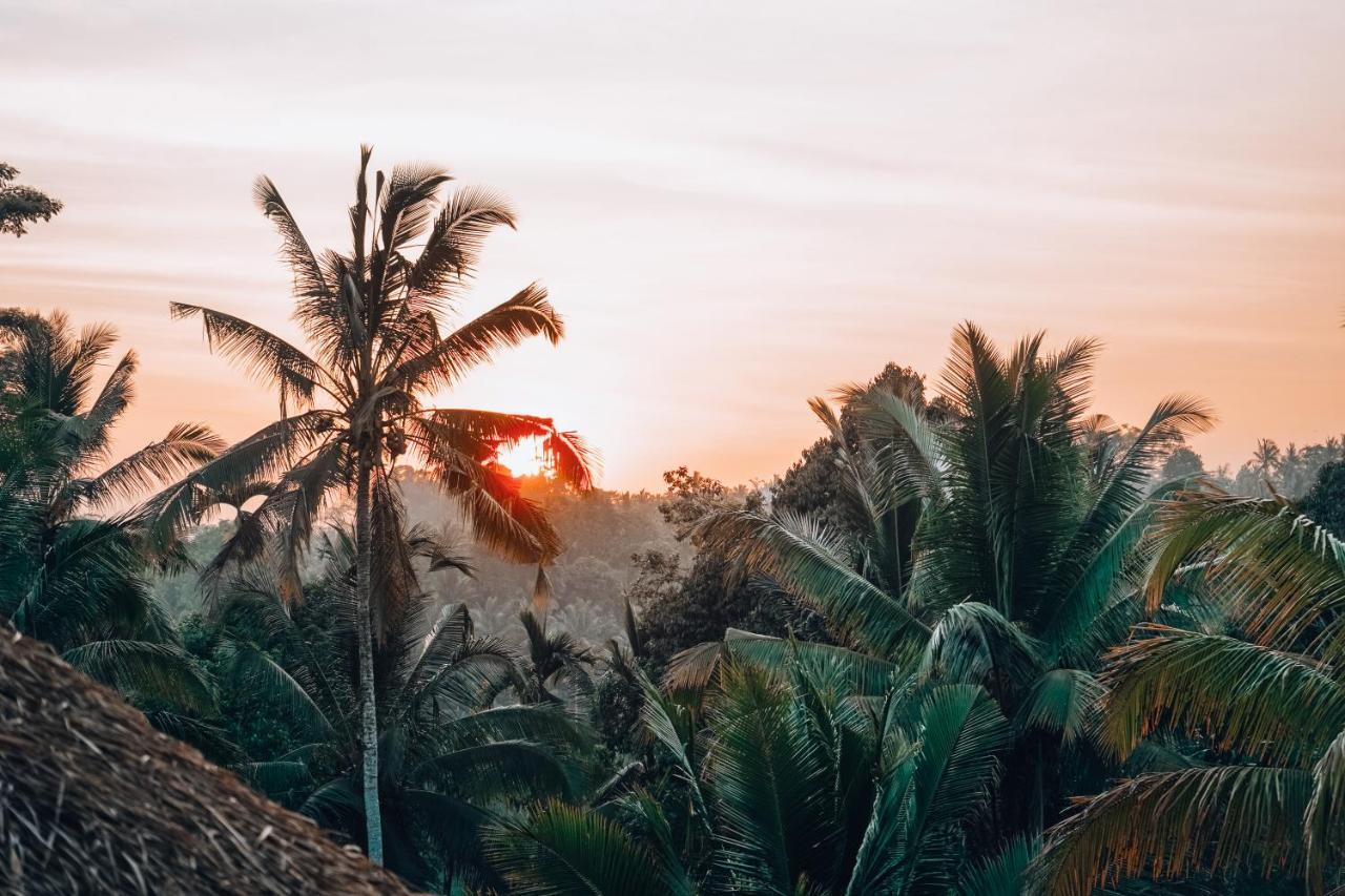 Bali Bamboo Jungle Huts And *