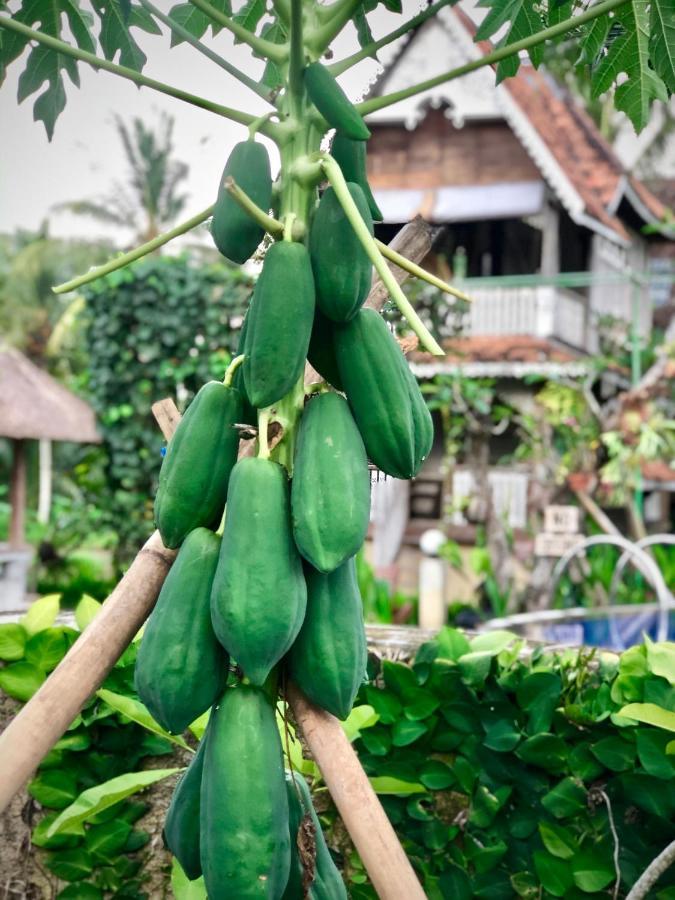 The Rice Joglo Eco-stay Guest house *